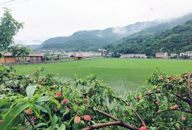 湖北省十堰市鄖西縣關防鄉農耕文旅·田園沙溝“醉”游人。 鄒景根攝