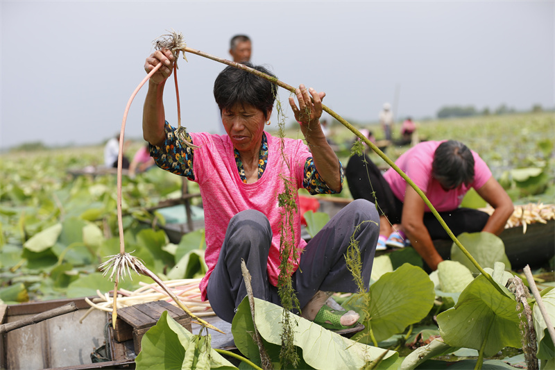 泗洪縣臨淮鎮農戶在洪澤湖生態修復示范段采摘新鮮藕帶。趙軍干 攝